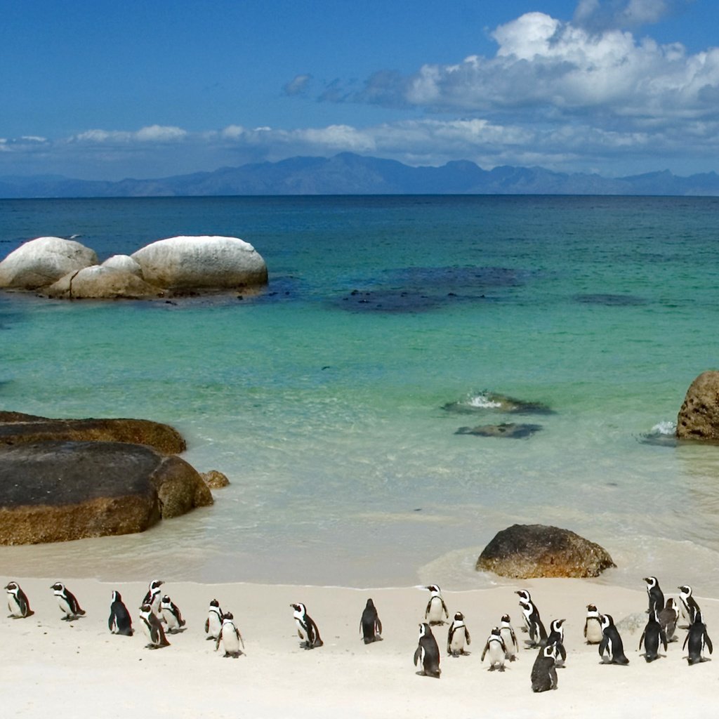 Обои берег, море, пингвины, shore, sea, penguins разрешение 1900x1200 Загрузить