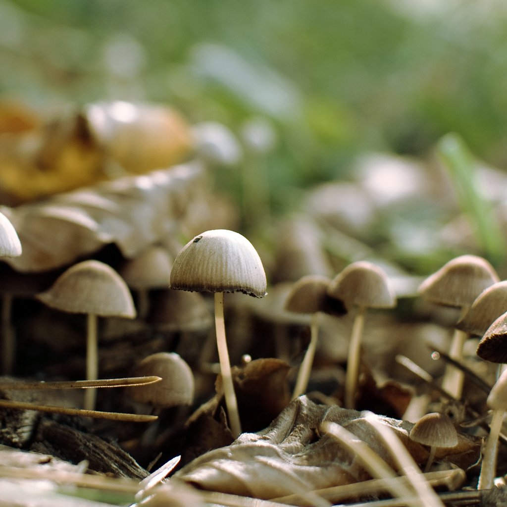 Обои лес, грибы, forest, mushrooms разрешение 2560x1600 Загрузить