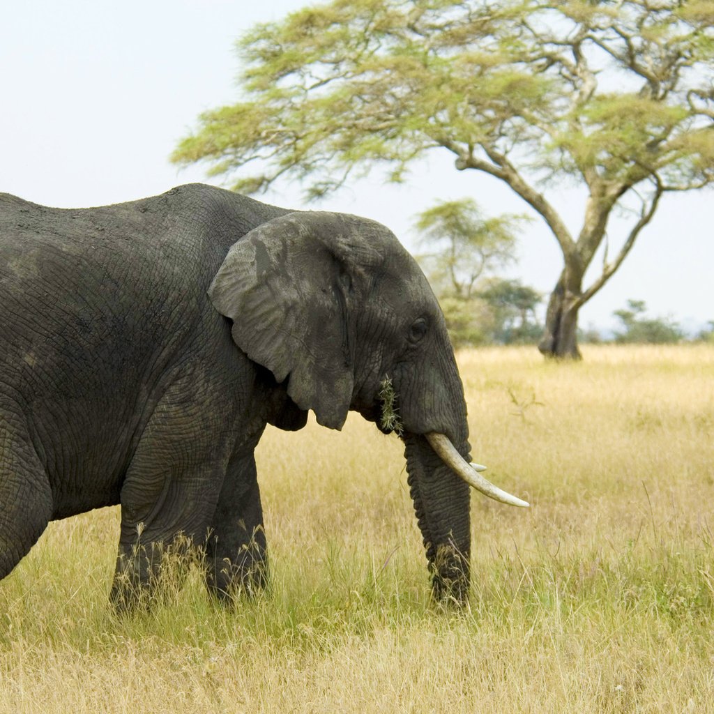 Обои трава, слон, саванна, хобот, бивни, grass, elephant, savannah, trunk, tusks разрешение 1920x1080 Загрузить