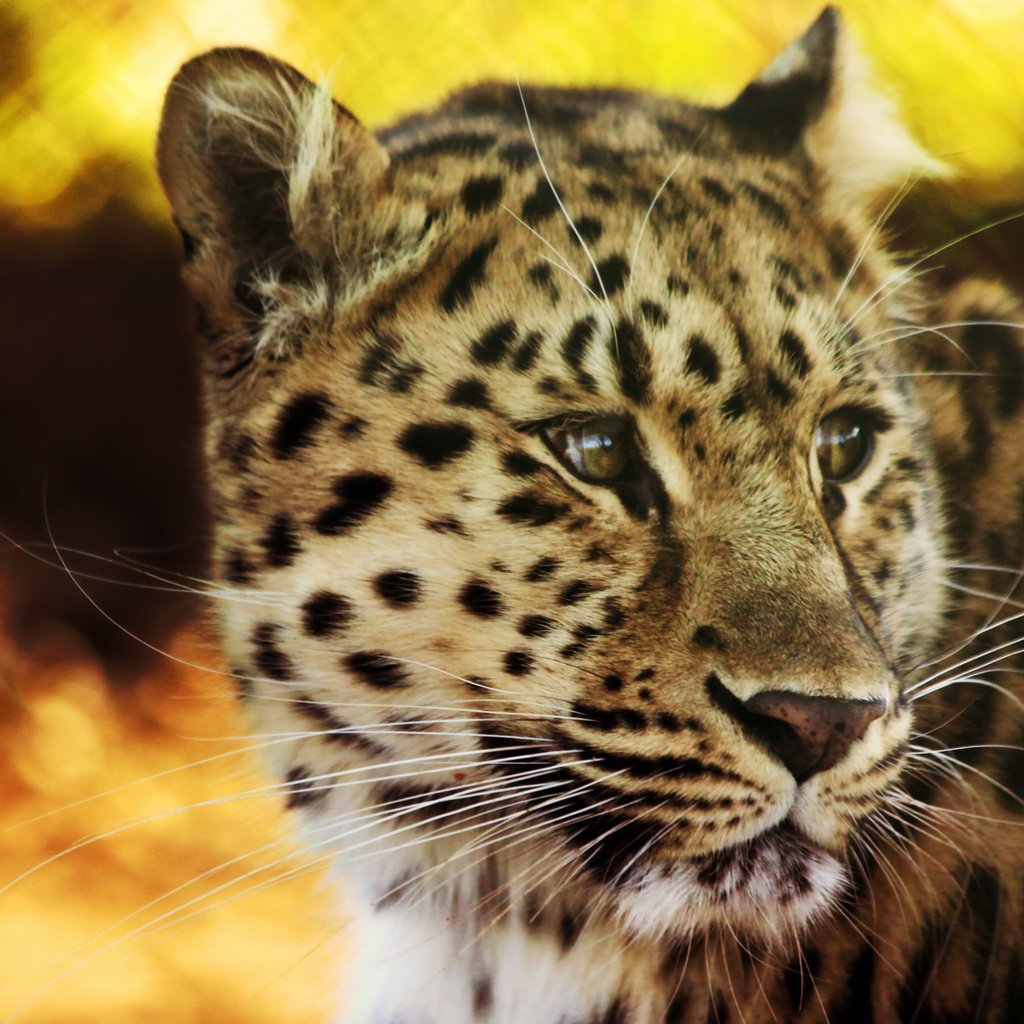 Обои леопард, пятна, leopard, spot разрешение 2560x1600 Загрузить