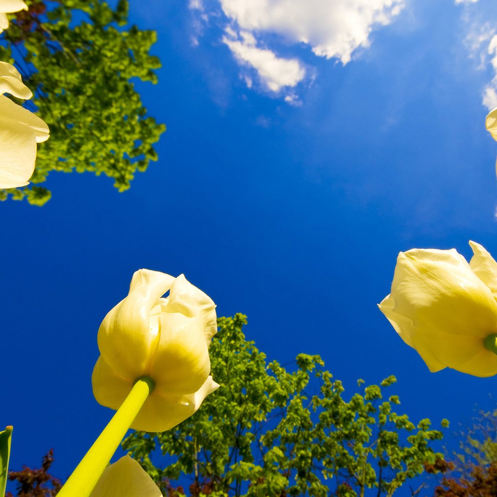 Обои небо, цветы, облака, деревья, тюльпаны, солнечно, the sky, flowers, clouds, trees, tulips, sunny разрешение 1920x1080 Загрузить