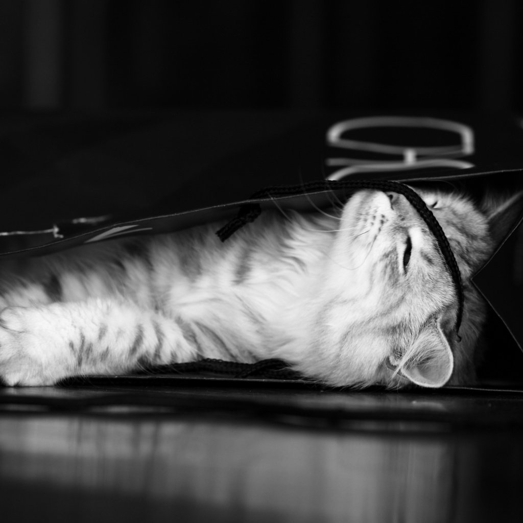 Обои чёрно-белое, котенок, серый, пакет, black and white, kitty, grey, package разрешение 2560x1600 Загрузить