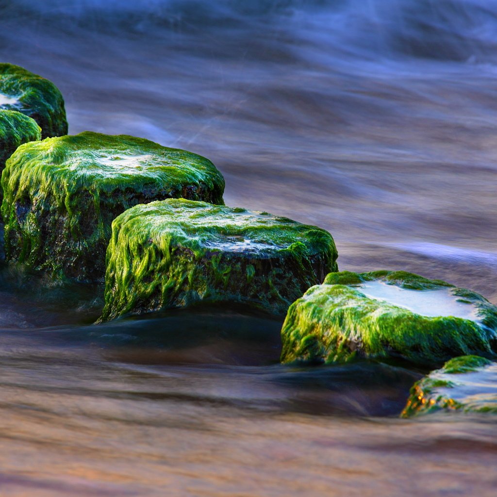 Обои вода, природа, камни, море, водоросли, крупным планом, water, nature, stones, sea, algae, closeup разрешение 1920x1200 Загрузить