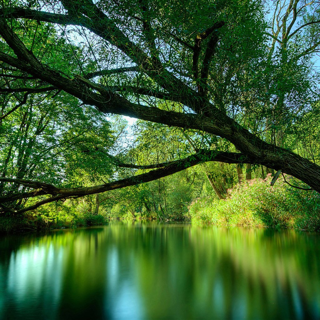 Обои вода, озеро, дерево, лес, water, lake, tree, forest разрешение 1920x1080 Загрузить