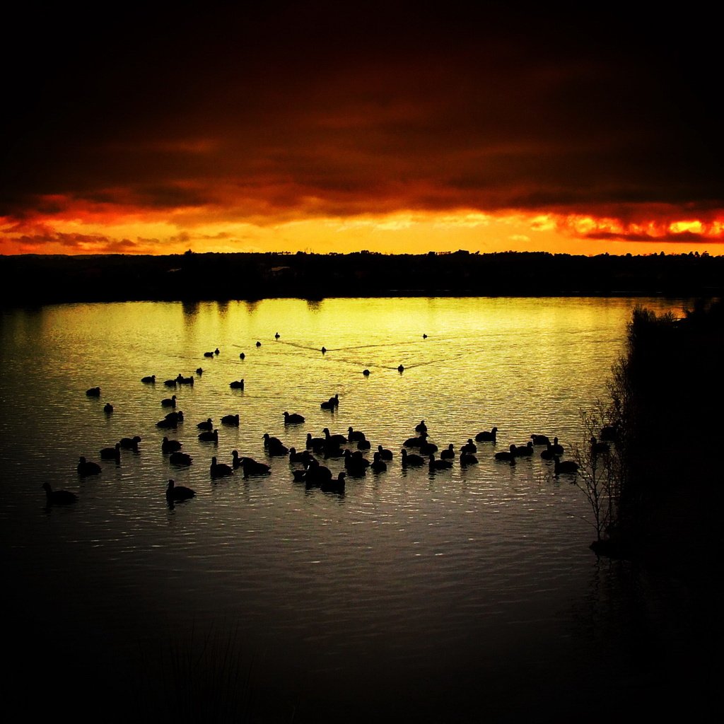 Обои небо, вечер, озеро, закат, птицы, утки, the sky, the evening, lake, sunset, birds, duck разрешение 1920x1440 Загрузить