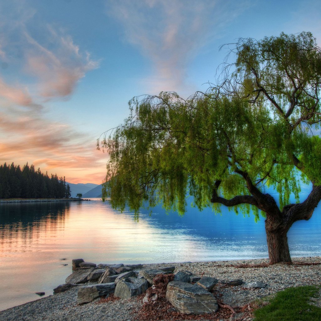 Озеро с деревом