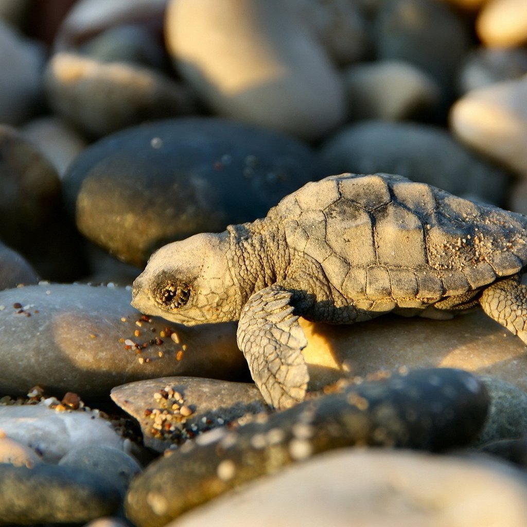 Обои свет, камни, черепаха, тень, малыш, черепашка, light, stones, turtle, shadow, baby, bug разрешение 1920x1080 Загрузить