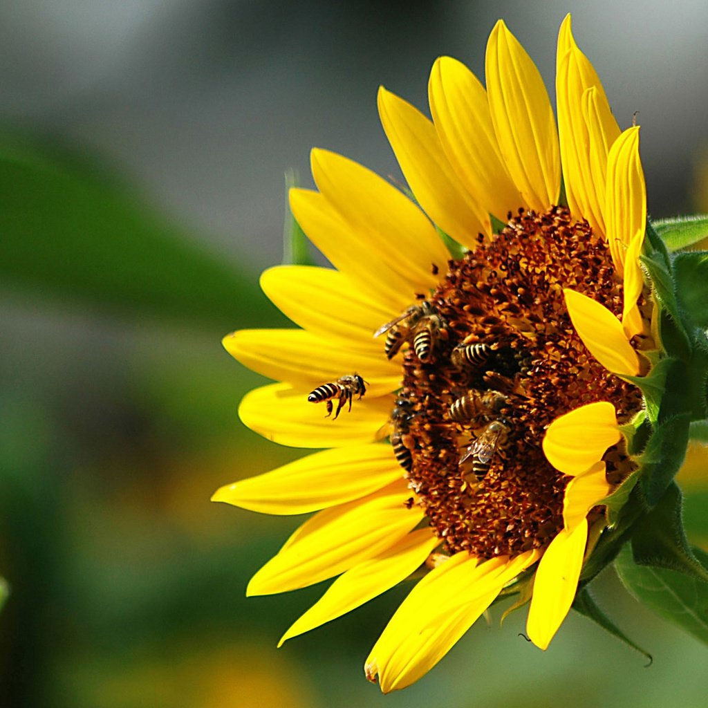 Обои подсолнух, пчелы, sunflower, bees разрешение 1920x1200 Загрузить
