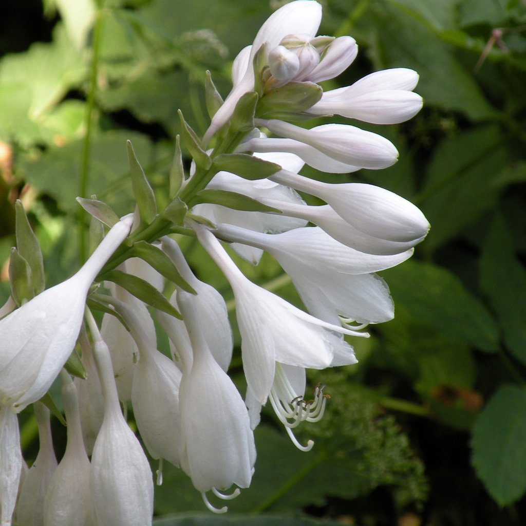 Обои цветы, белые, колокольчики, бутончики, flowers, white, bells, buds разрешение 1920x1200 Загрузить