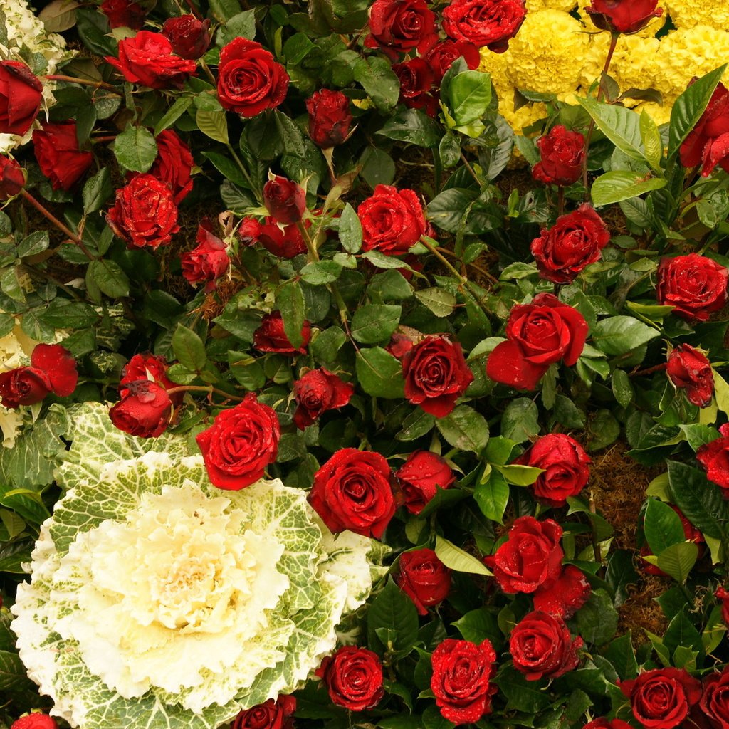 Обои цветы, розы, flowers, roses разрешение 1920x1200 Загрузить