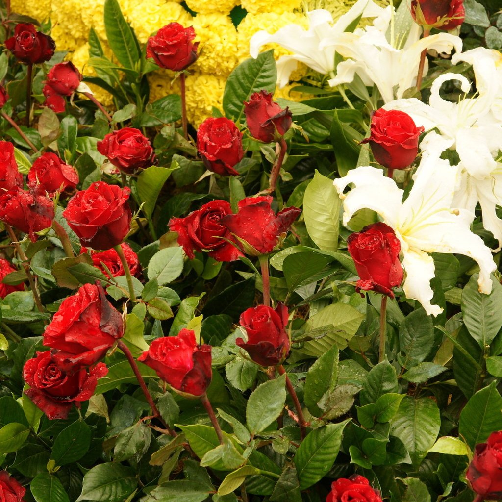 Обои цветы, листья, розы, лепестки, лилии, хризантемы, flowers, leaves, roses, petals, lily, chrysanthemum разрешение 1920x1200 Загрузить