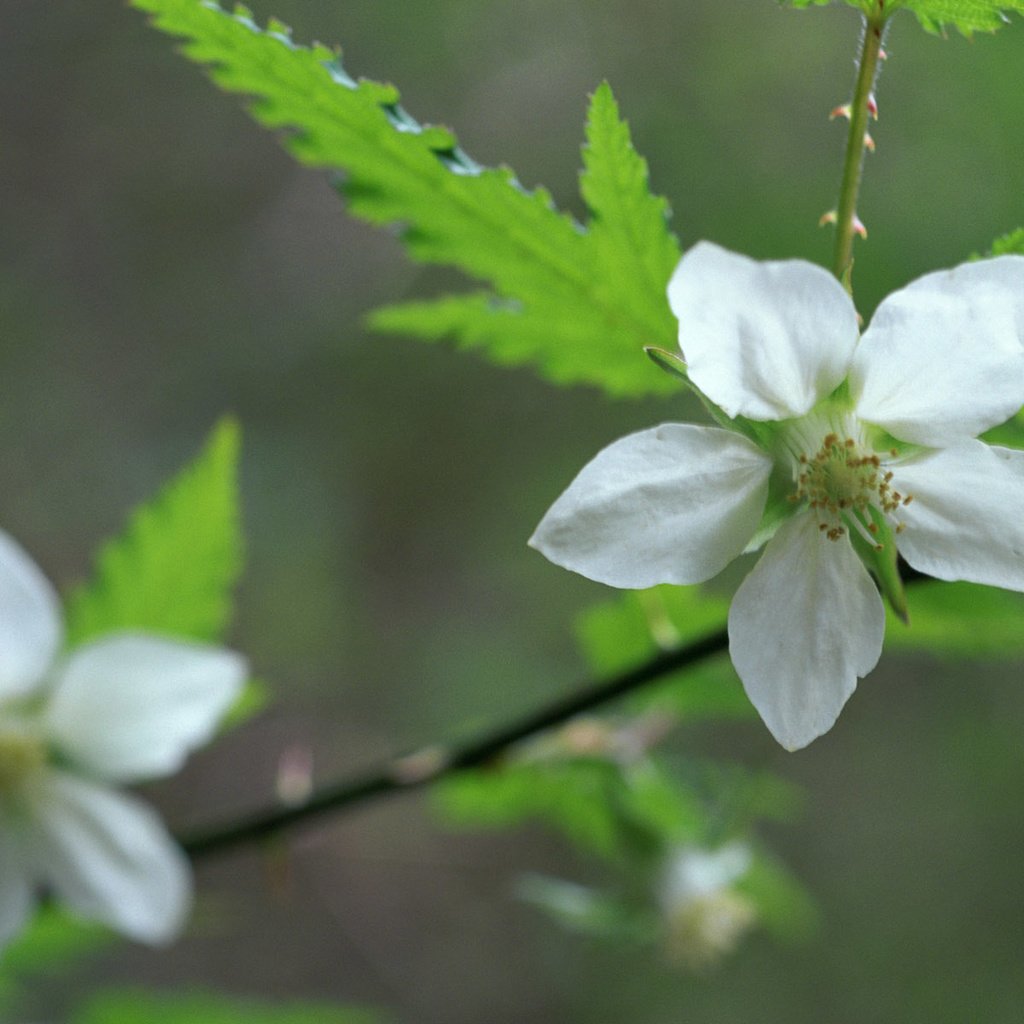 Обои цветы, ветка, цветение, цветок, бутон, весна, flowers, branch, flowering, flower, bud, spring разрешение 1920x1200 Загрузить