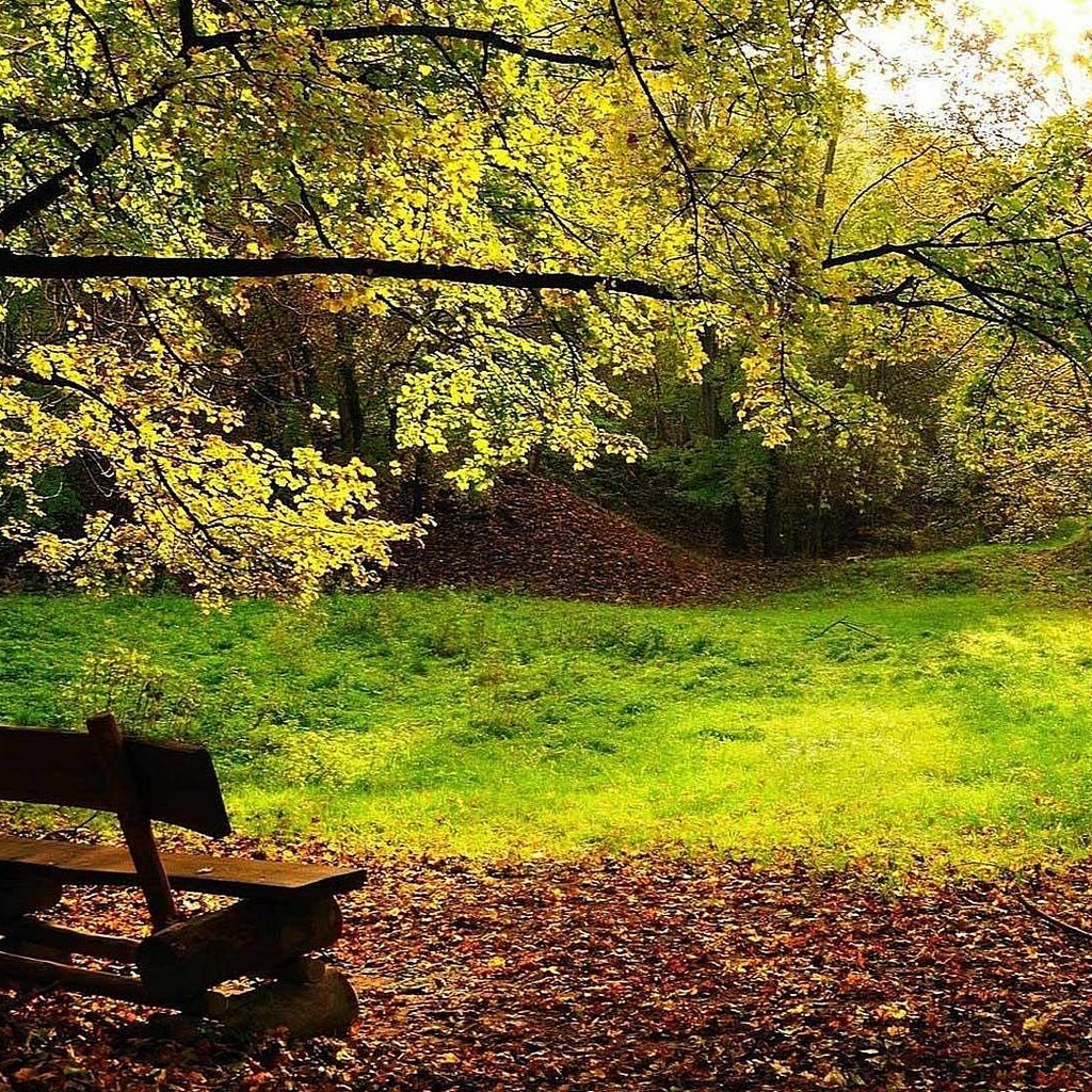 Обои деревья, листва, осень, скамейка, trees, foliage, autumn, bench разрешение 1920x1080 Загрузить