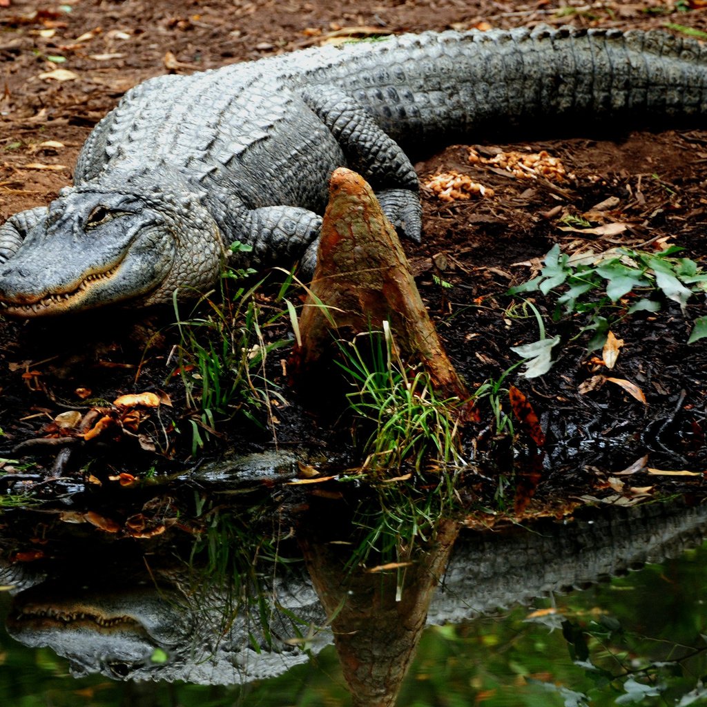 Обои крокодил, crocodile разрешение 2560x1600 Загрузить