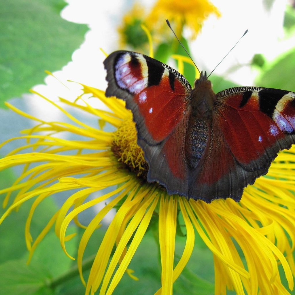 Обои цветок, бабочка, растение, павлиний глаз, девясил, flower, butterfly, plant, peacock, nard разрешение 1920x1200 Загрузить