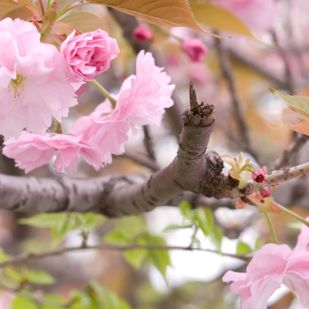 Обои ветка, цветение, весна, сакура, branch, flowering, spring, sakura разрешение 1920x1200 Загрузить