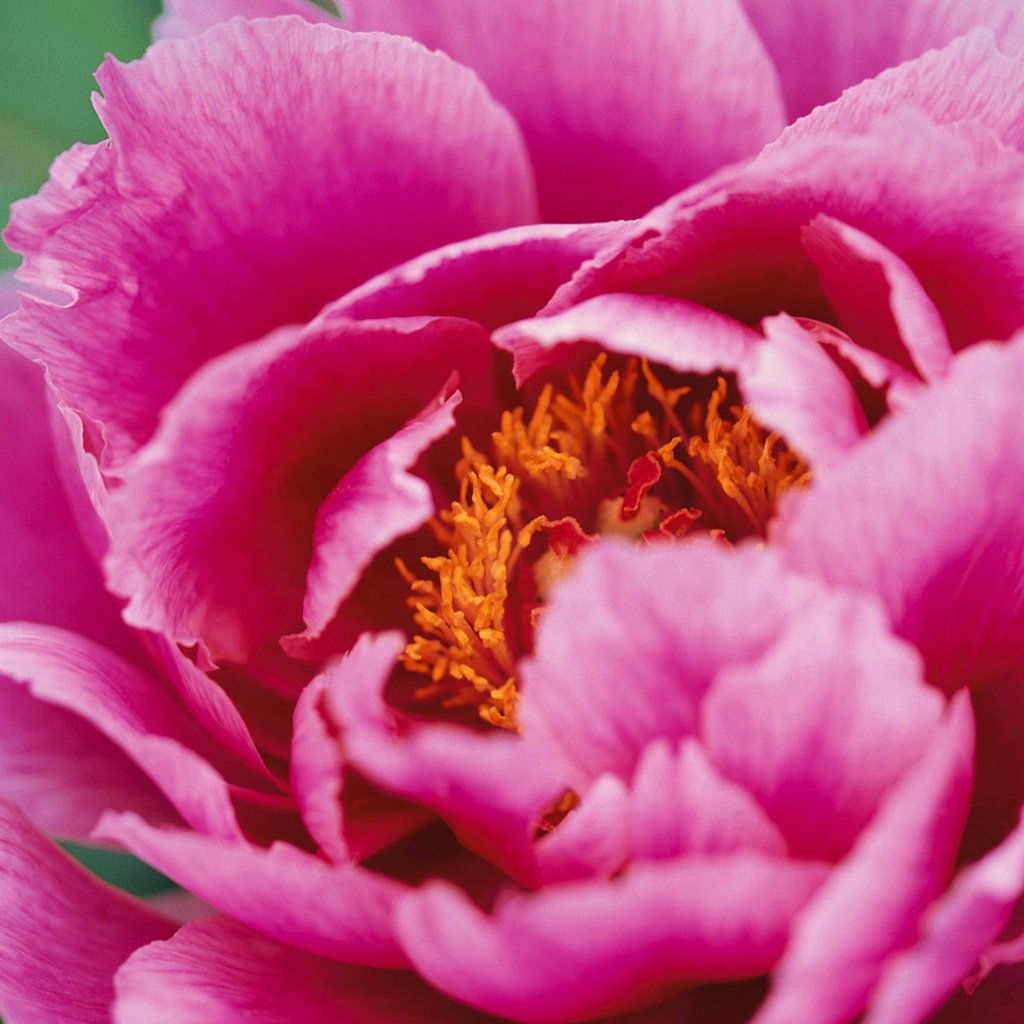 Обои цветок, лепестки, розовые, пион, крупным планом, flower, petals, pink, peony, closeup разрешение 1920x1200 Загрузить