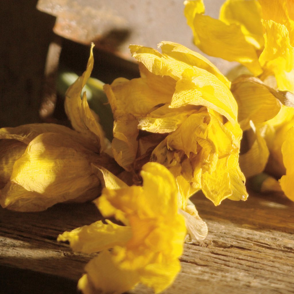 Обои цветы, бутоны, лепестки, нарциссы, желтые, flowers, buds, petals, daffodils, yellow разрешение 1920x1200 Загрузить