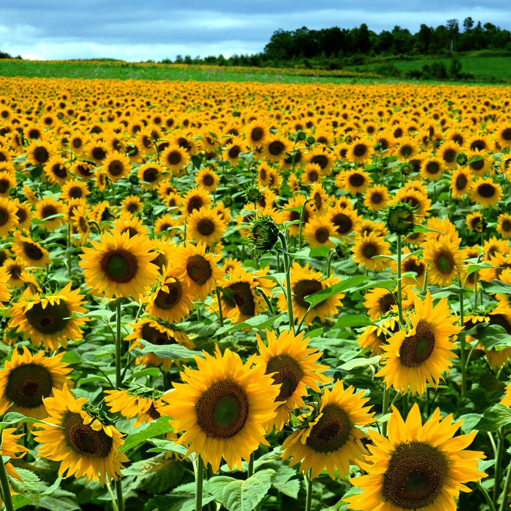 Обои лес, поле, подсолнух, forest, field, sunflower разрешение 1920x1200 Загрузить