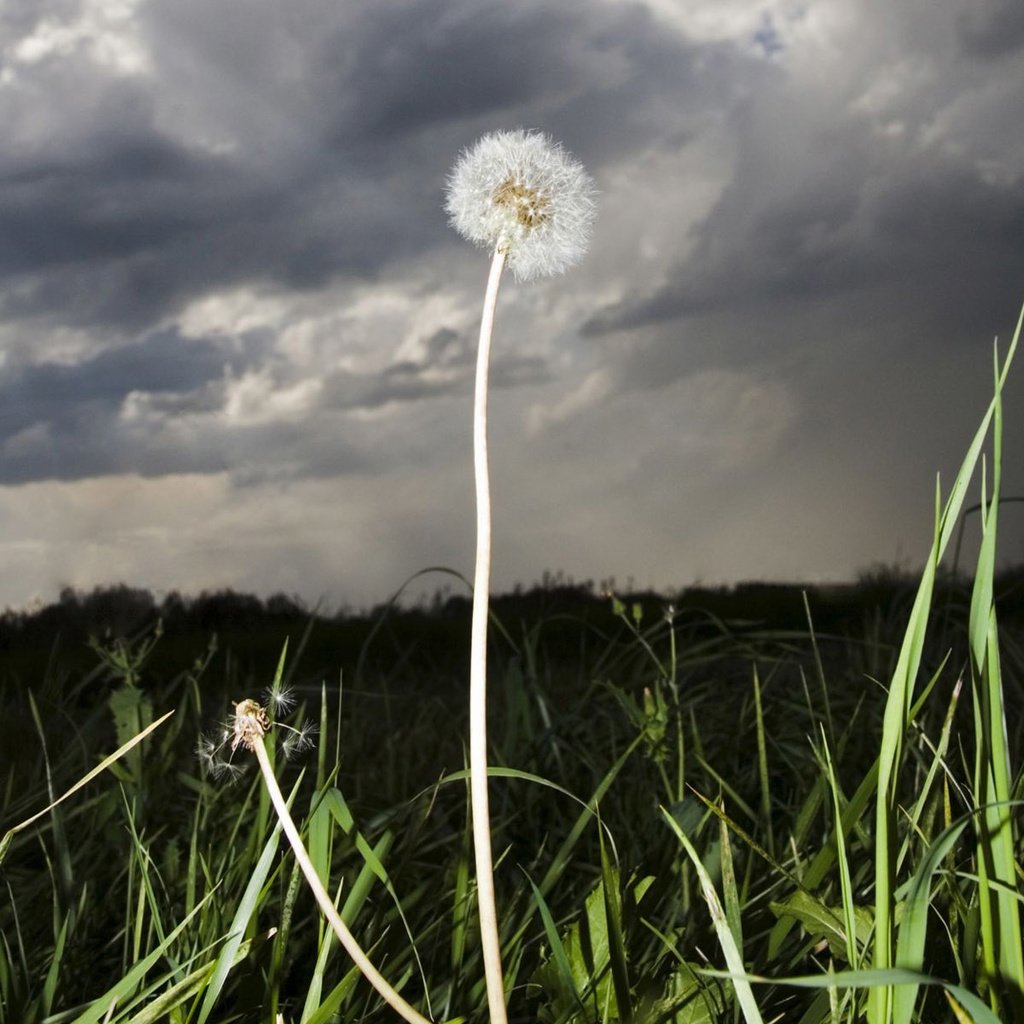 Обои трава, тучи, поле, стебли, одуванчики, пух, пушинки, былинки, grass, clouds, field, stems, dandelions, fluff, fuzzes, blade разрешение 1920x1200 Загрузить