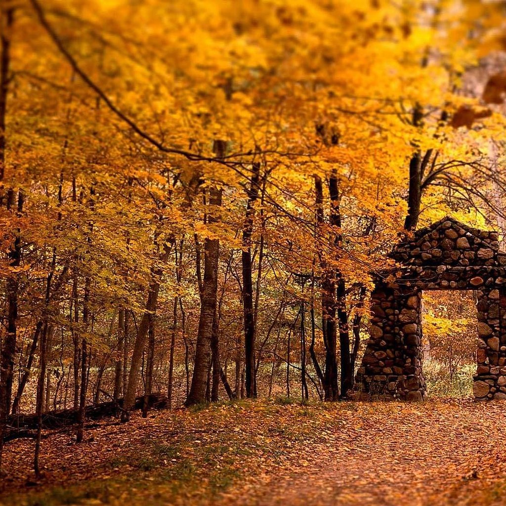 Обои деревья, лес, листья, листва, осень, тропа, trees, forest, leaves, foliage, autumn, trail разрешение 1920x1080 Загрузить