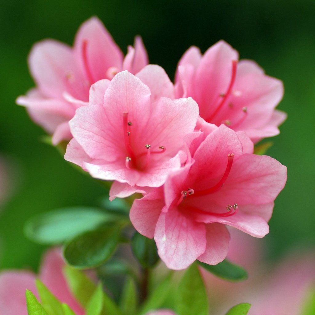 Steam pink flower фото 114