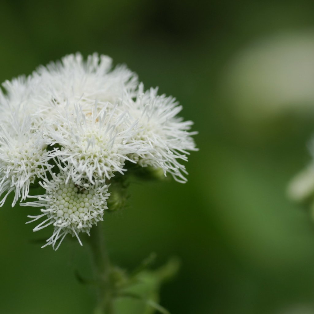 Обои цветы, размытость, белые, агератум, flowers, blur, white, ageratum разрешение 1920x1200 Загрузить