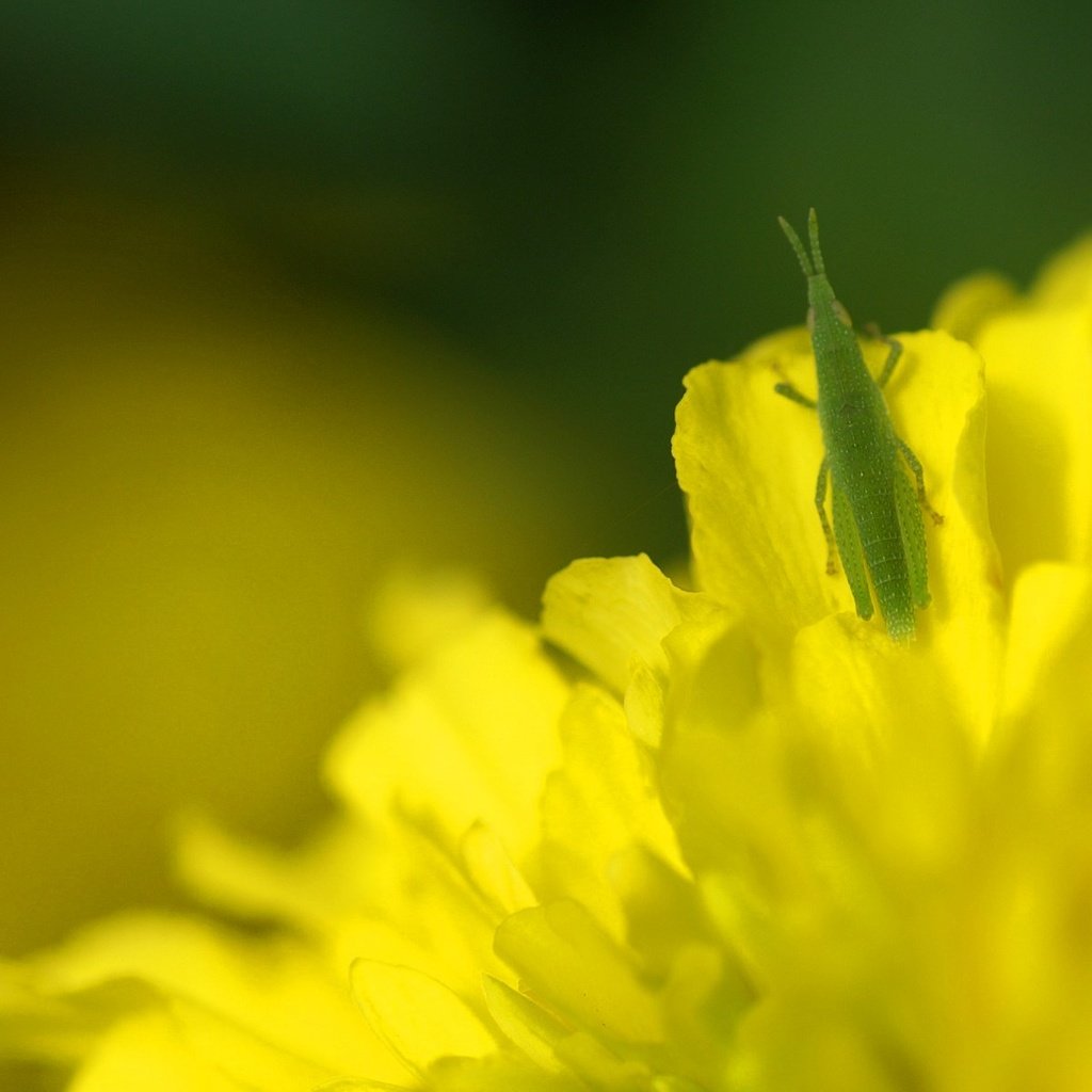 Обои макро, насекомые, одуванчик, кузнечик, macro, insects, dandelion, grasshopper разрешение 1920x1200 Загрузить