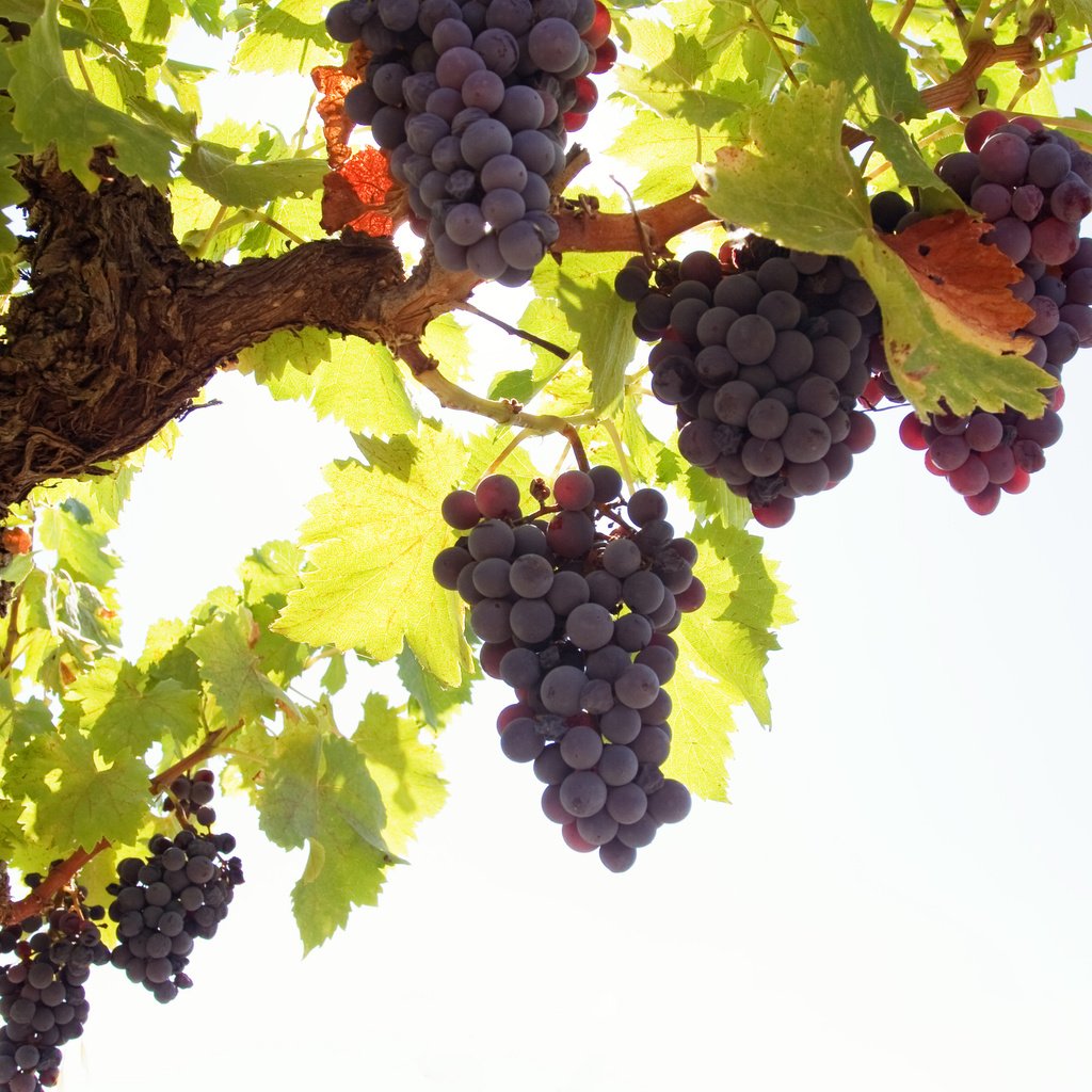 Обои листья, виноград, лоза, грозди, leaves, grapes, vine, bunches разрешение 2560x1600 Загрузить