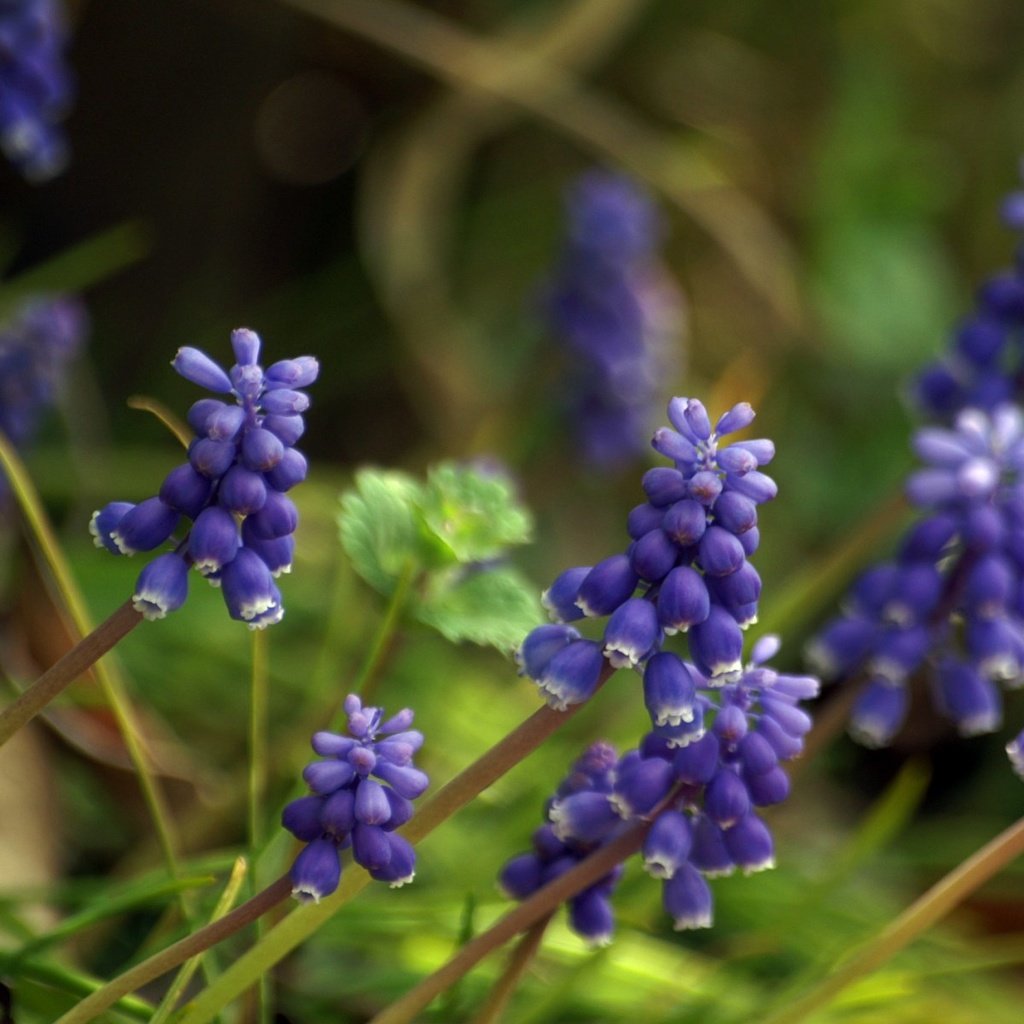 Обои цветы, весна, мускари, flowers, spring, muscari разрешение 1920x1200 Загрузить