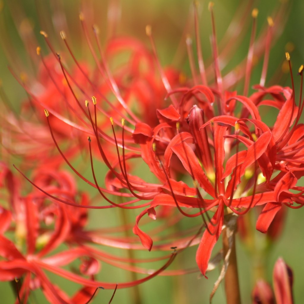 Обои цветы, лилии, лилейники, ликорис лучистый, ликорис, flowers, lily, the daylilies, he lost his parents, radiant, he lost his parents, разрешение 1920x1200 Загрузить