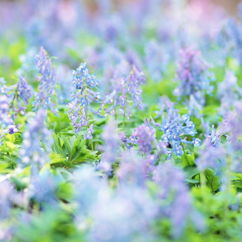 Обои цветы, луг, весна, голубые, полевые цветы, flowers, meadow, spring, blue, wildflowers разрешение 1920x1200 Загрузить