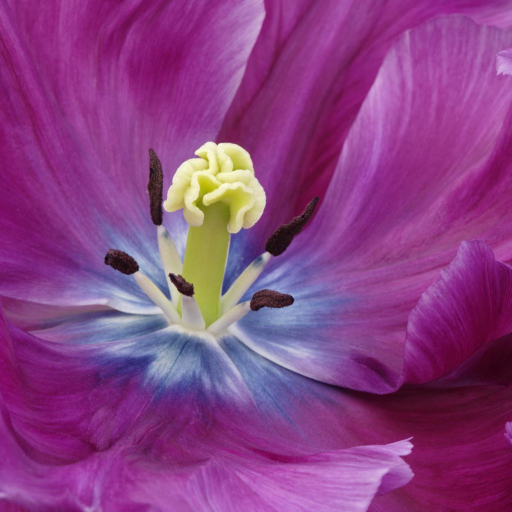 Обои цветок, лепестки, тюльпан, фиолетовые, крупным планом, flower, petals, tulip, purple, closeup разрешение 1920x1200 Загрузить