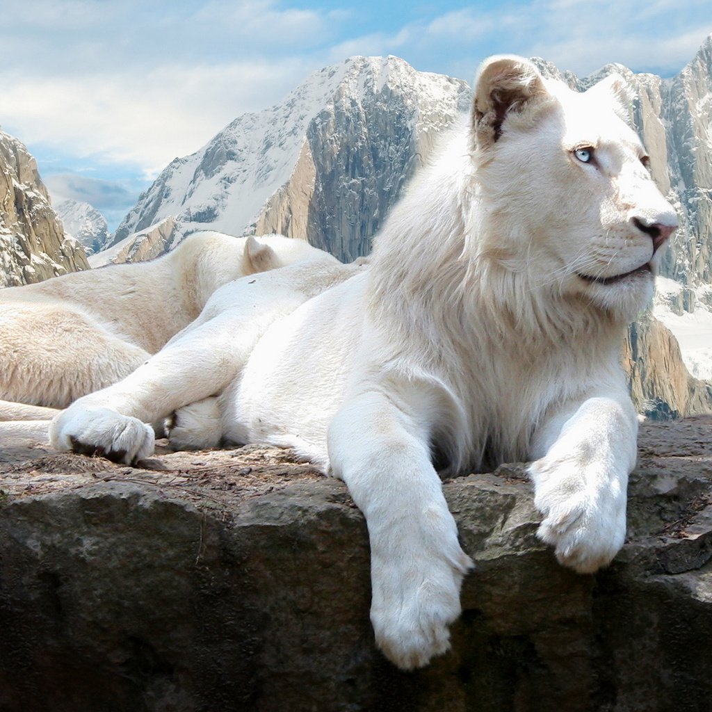 Обои скалы, белый, львы, лев, rocks, white, lions, leo разрешение 1920x1200 Загрузить