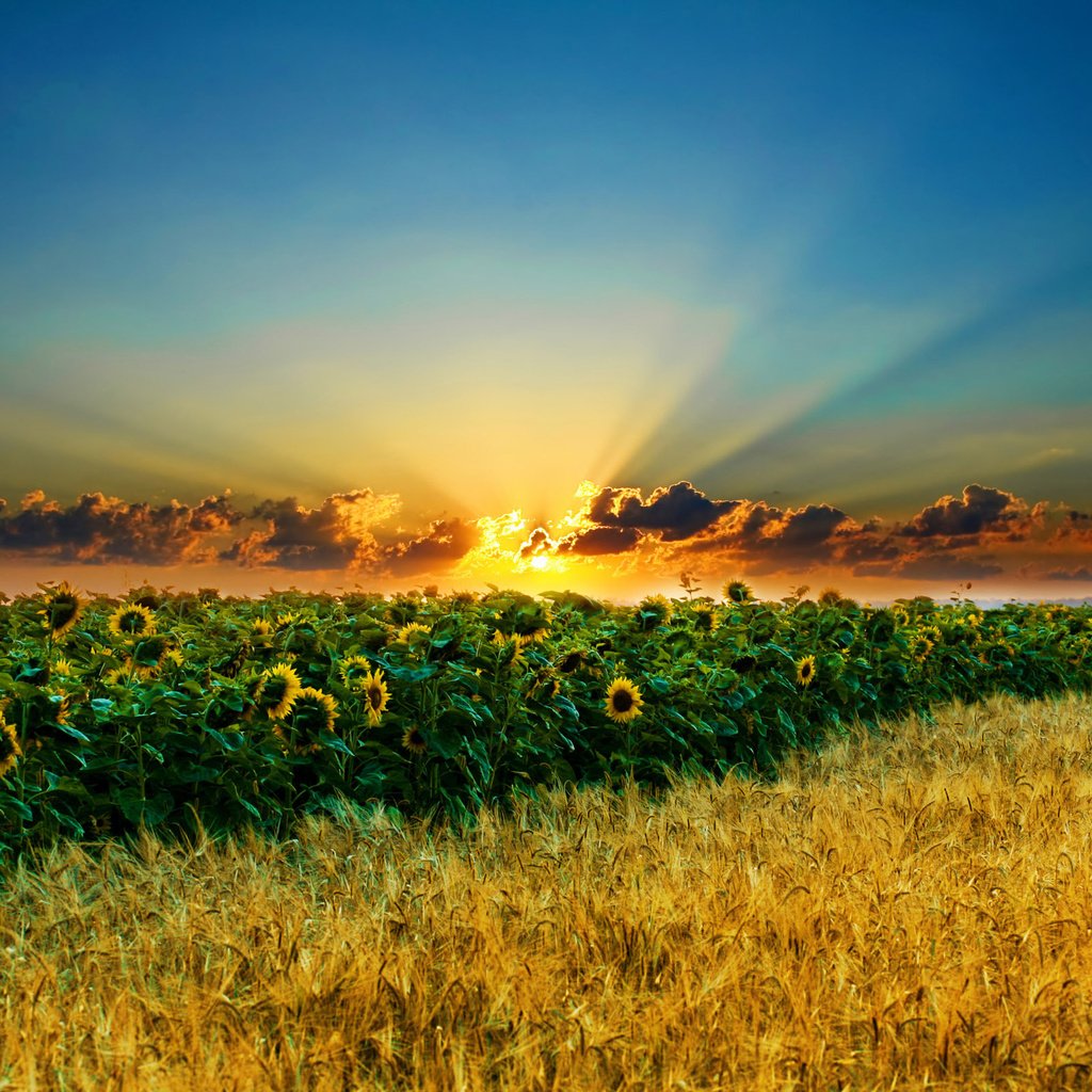 Обои солнце, закат, лучи, поле, подсолнухи, the sun, sunset, rays, field, sunflowers разрешение 2560x1600 Загрузить