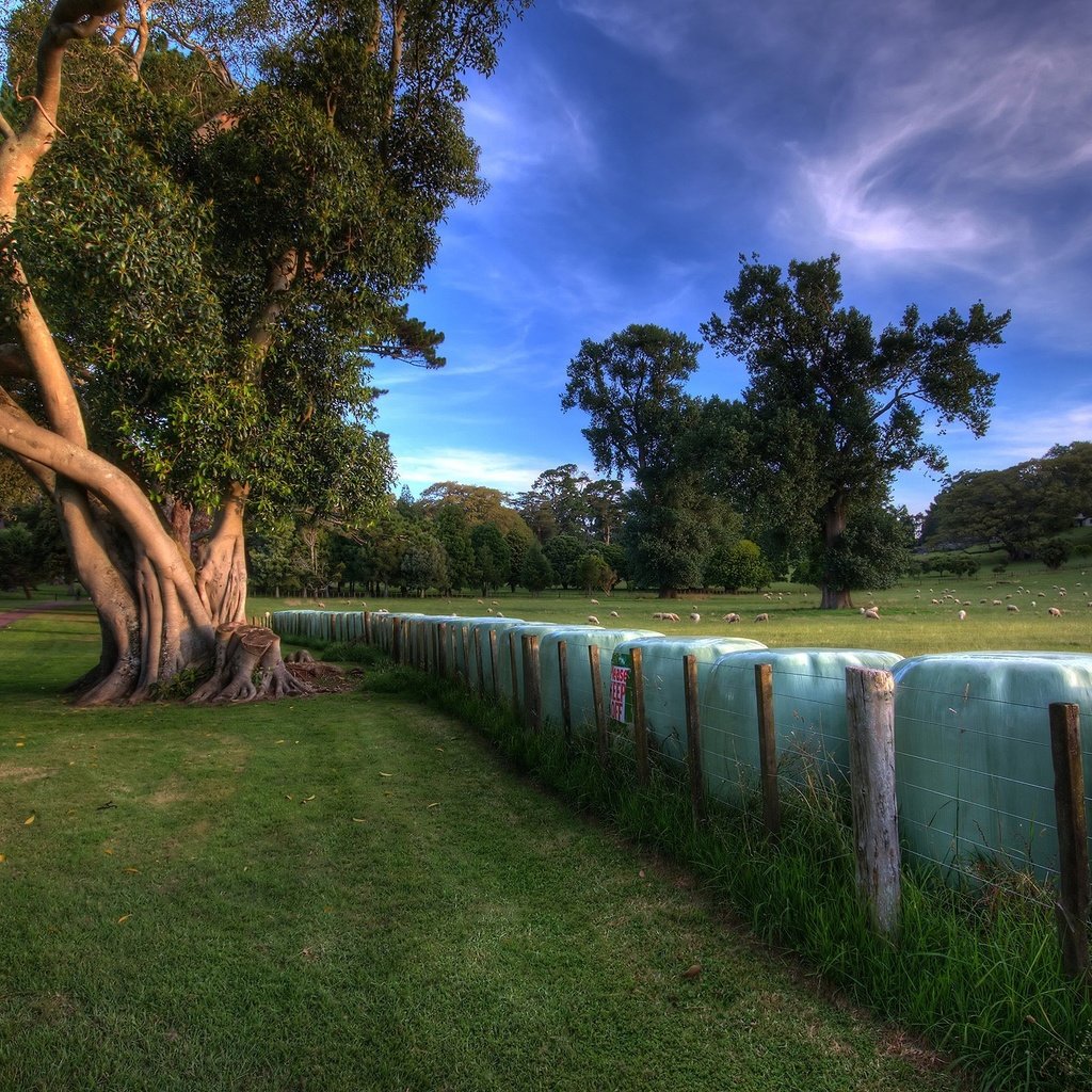 Обои деревья, луг, ограда, trees, meadow, fence разрешение 2560x1600 Загрузить