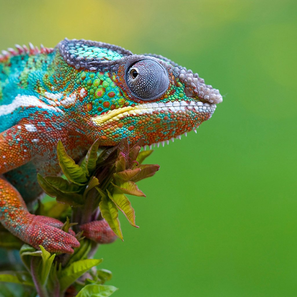 Обои макро, разноцветный, ящерица, хамелеон, рептилия, macro, colorful, lizard, chameleon, reptile разрешение 1920x1200 Загрузить