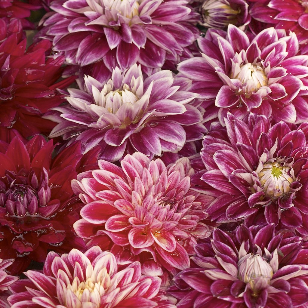 Обои цветы, вода, бутоны, лепестки, хризантемы, flowers, water, buds, petals, chrysanthemum разрешение 2560x1600 Загрузить