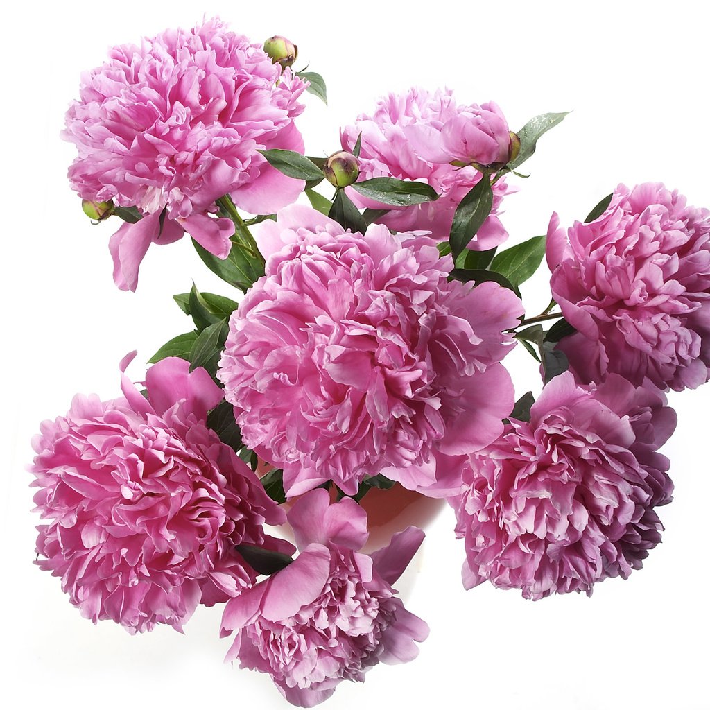 Обои букет, розовые, пионы, bouquet, pink, peonies разрешение 2560x1600 Загрузить