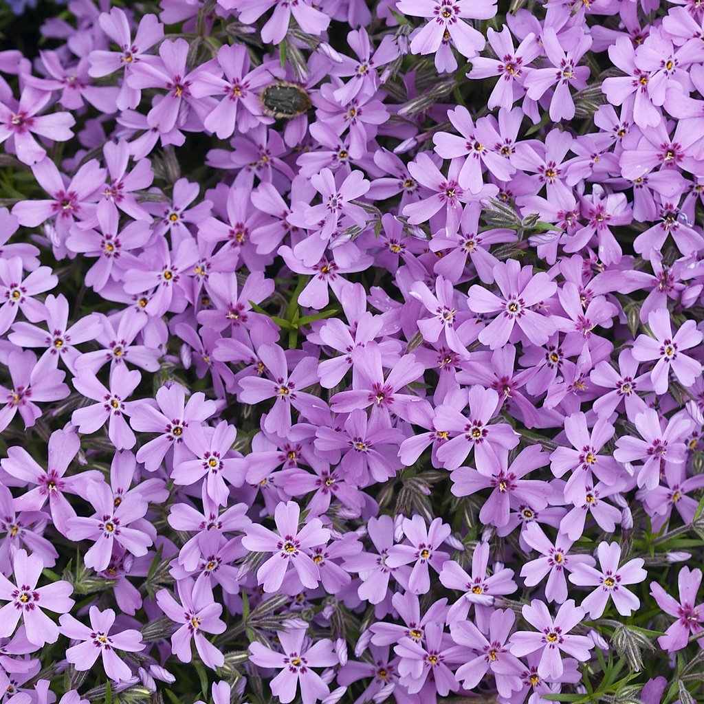 Обои цветы, лепестки, сиреневые, флоксы, флокс, flowers, petals, lilac, phlox разрешение 2560x1600 Загрузить