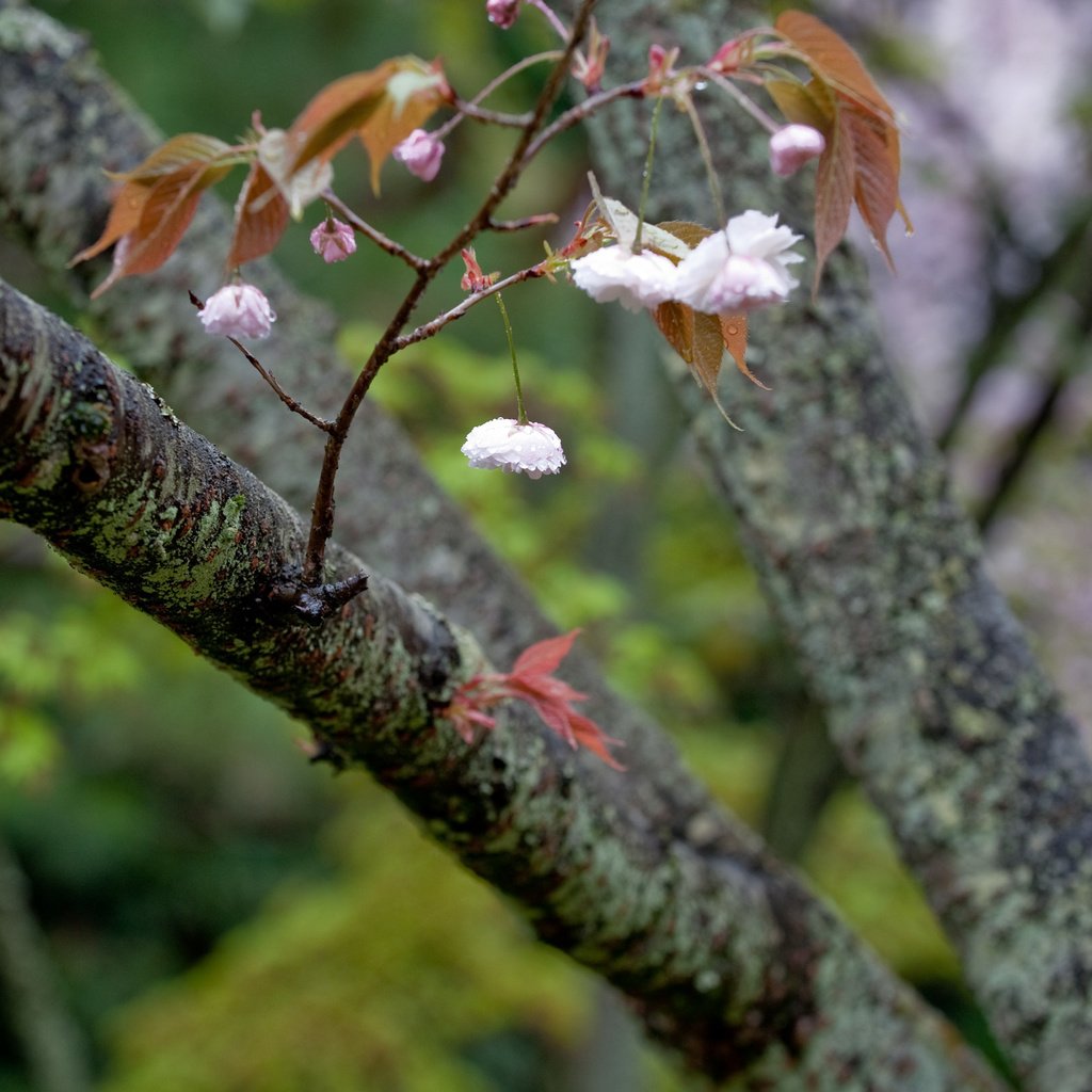 Обои дерево, цветение, ветки, весна, tree, flowering, branches, spring разрешение 2560x1600 Загрузить