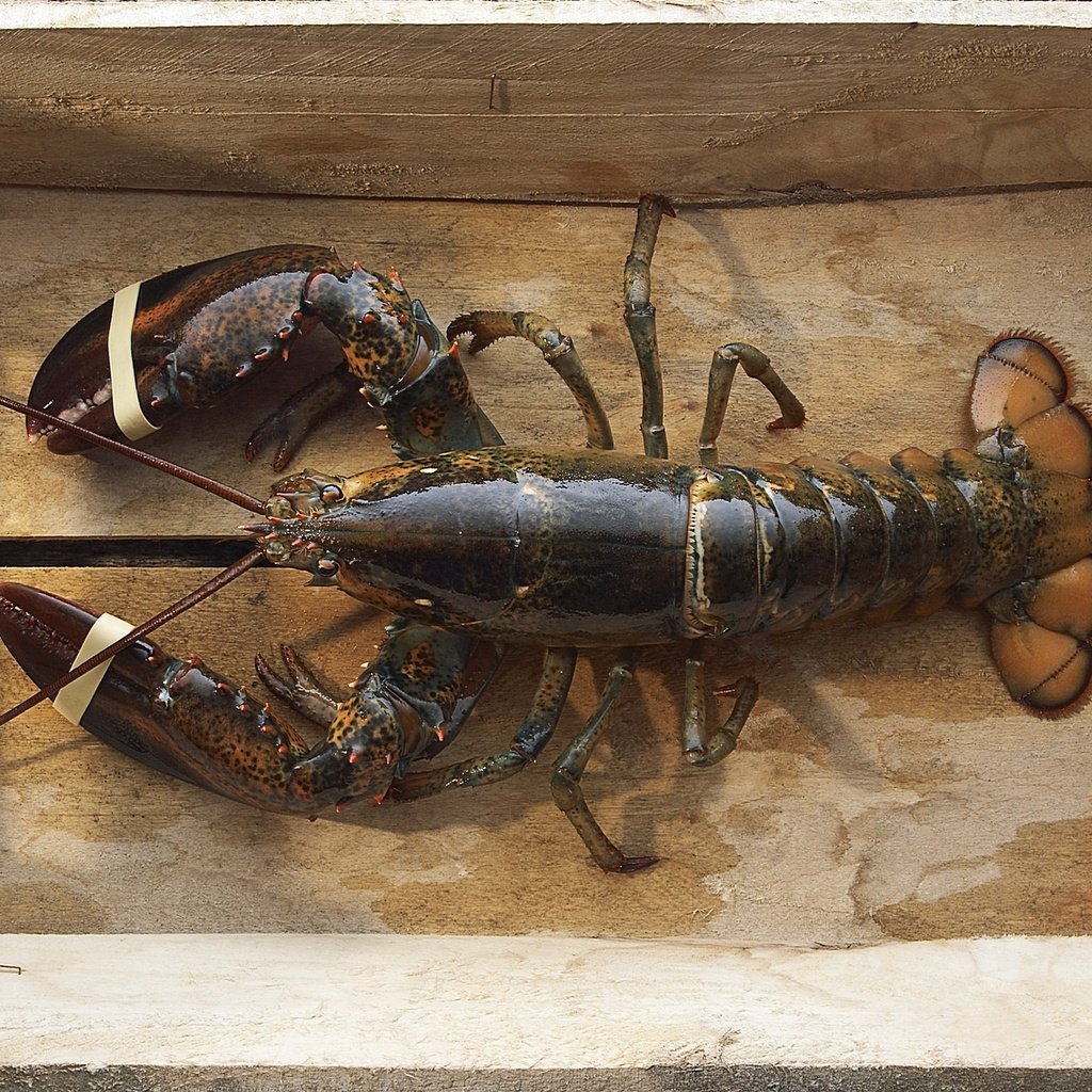 Обои морепродукты, лобстер, рак, seafood, lobster, cancer разрешение 1920x1200 Загрузить