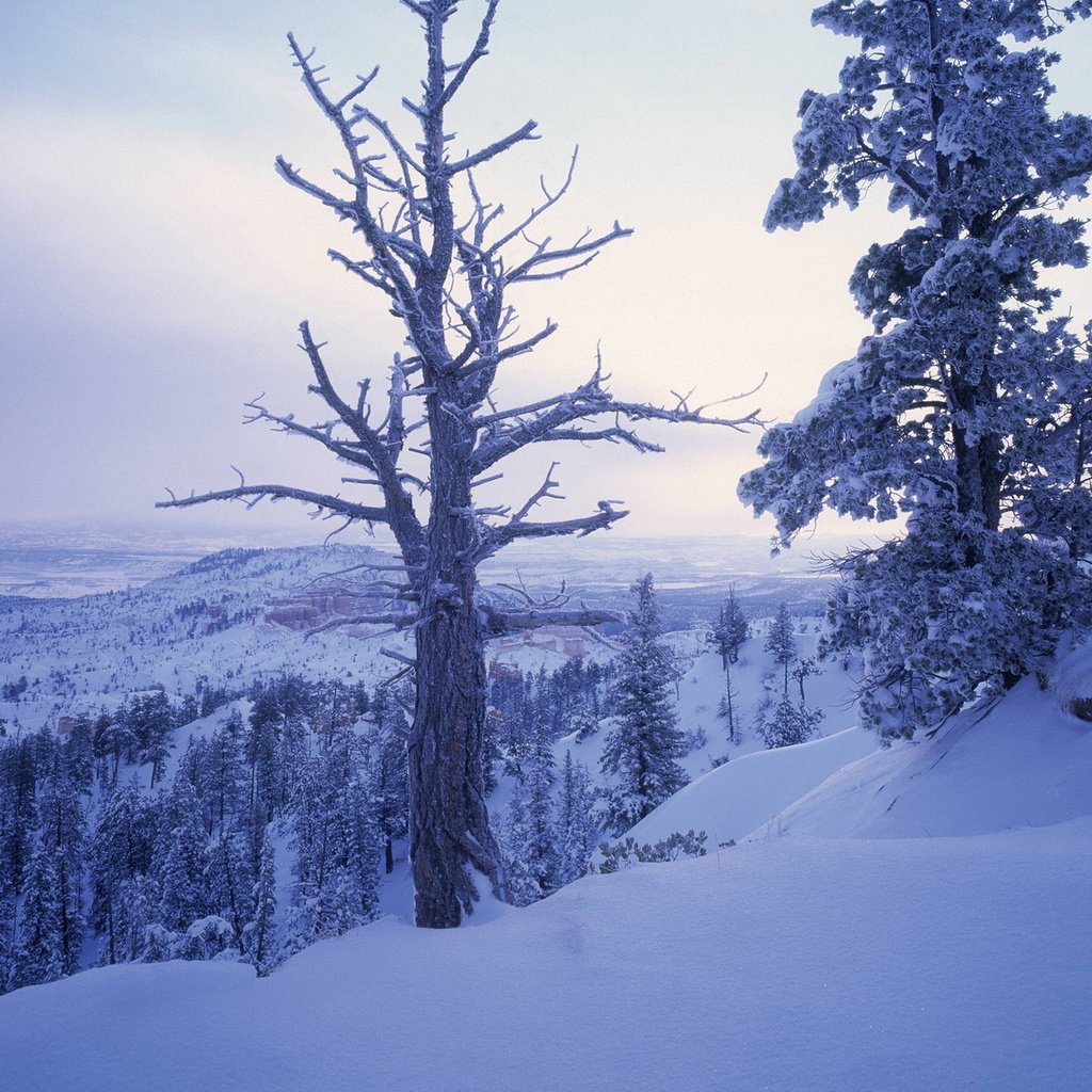 Обои деревья, горы, снег, зима, ветки, холм, trees, mountains, snow, winter, branches, hill разрешение 1920x1200 Загрузить