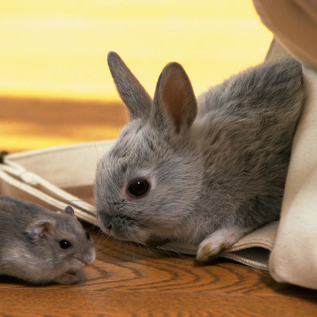 Обои животные, серые, кролик, малыши, хомяк, animals, grey, rabbit, kids, hamster разрешение 1920x1080 Загрузить