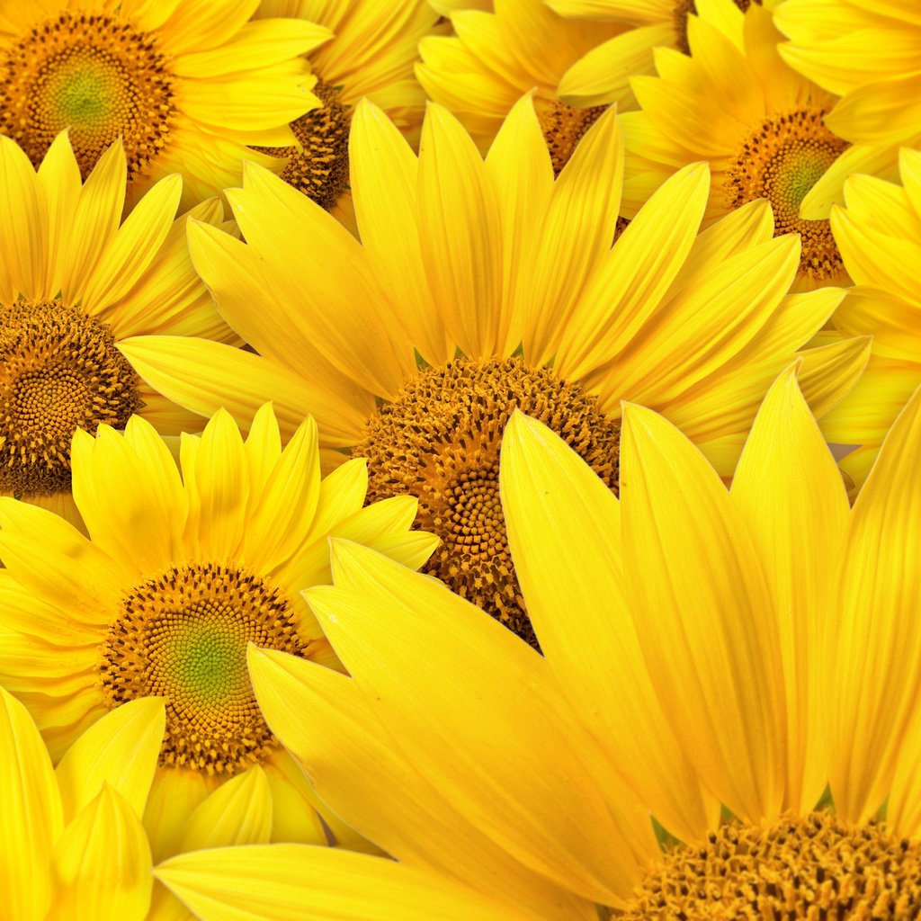 Обои цветы, подсолнухи, макро фотографии, flowers, sunflowers, macro photography разрешение 2560x1600 Загрузить