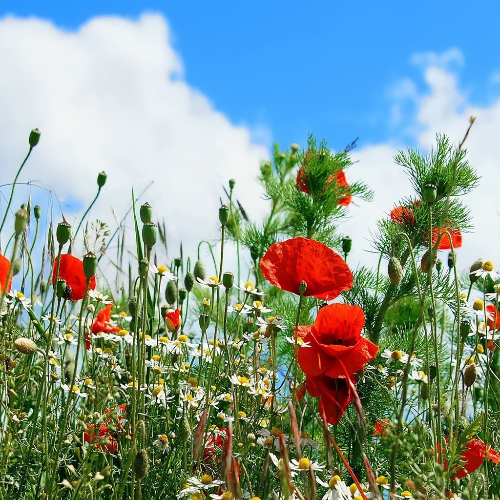 Обои небо, цветы, облака, маки, ромашка, ромашки, the sky, flowers, clouds, maki, daisy, chamomile разрешение 1920x1200 Загрузить