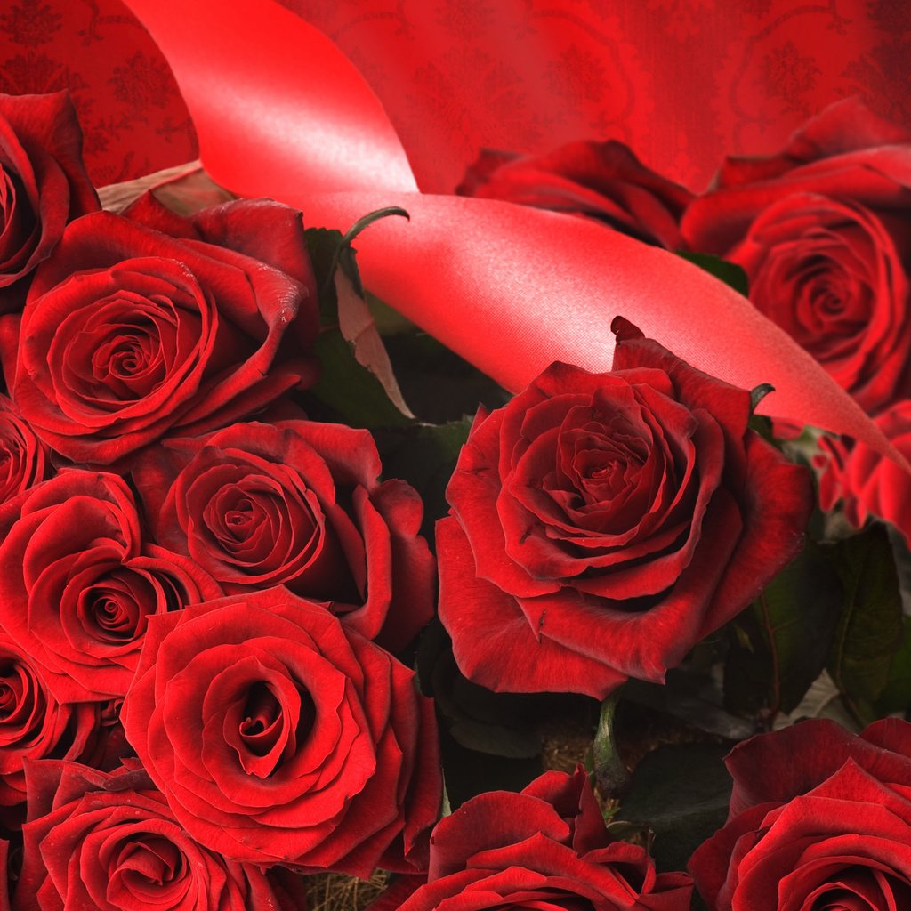 Обои розы, роза, красный, лента, roses, rose, red, tape разрешение 2560x1600 Загрузить