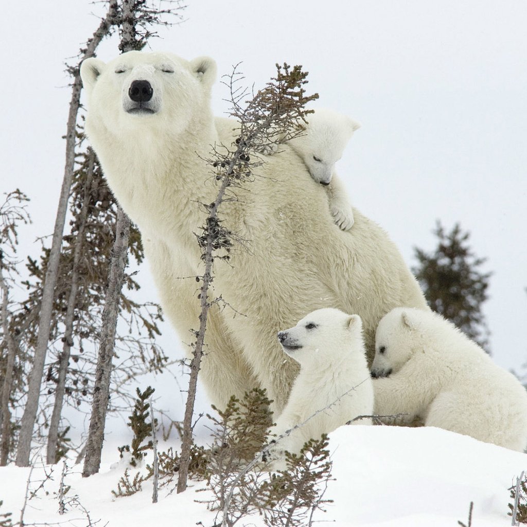 Обои снег, полярный медведь, семья, медведи, белый медведь, детеныши, медведица, медвежата, snow, polar bear, family, bears, cubs, bear разрешение 1920x1200 Загрузить