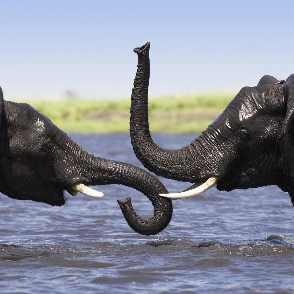 Обои африка, купание, слоны, хобот, плескание, africa, bathing, elephants, trunk разрешение 1920x1200 Загрузить