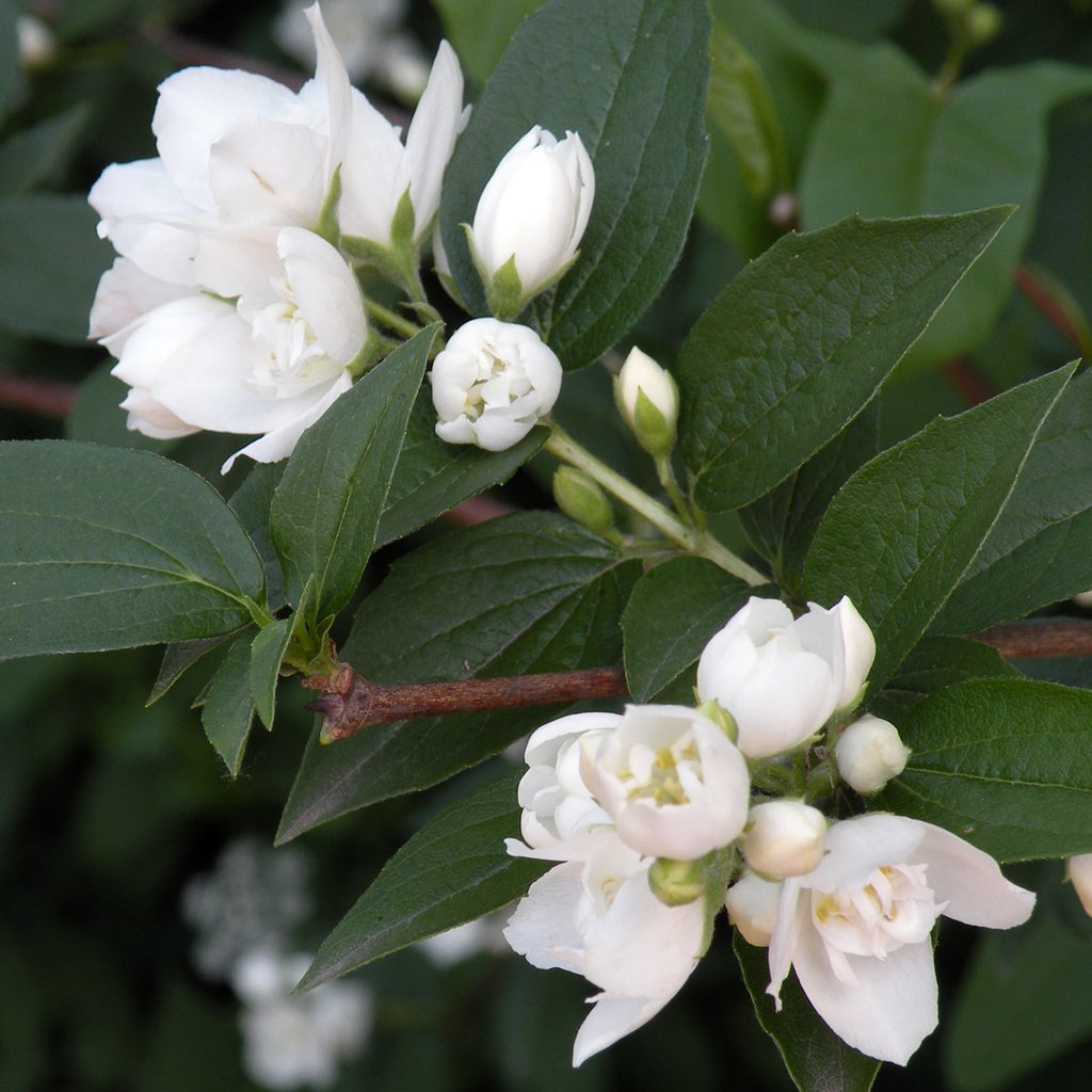 Обои цветение, листья, лето, лепестки, жасмин, нежный аромат, flowering, leaves, summer, petals, jasmine, delicate aroma разрешение 1920x1200 Загрузить